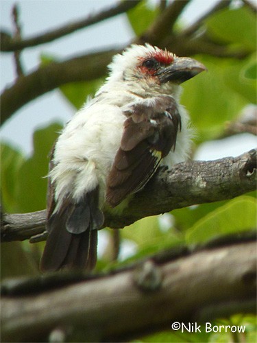 Chaplin's Barbet - ML205490211