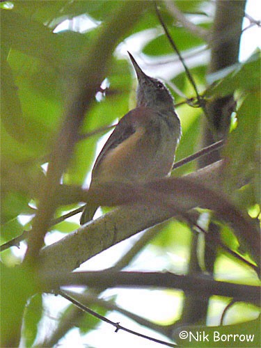 Kemp's Longbill - ML205490281