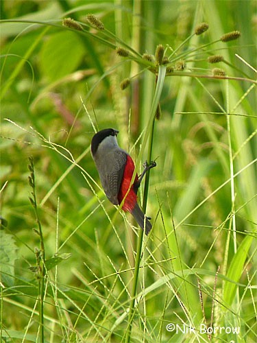 Black-headed Waxbill - ML205490301