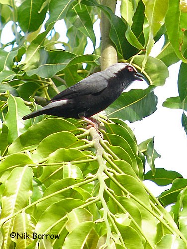 Pale-fronted Nigrita - ML205490321