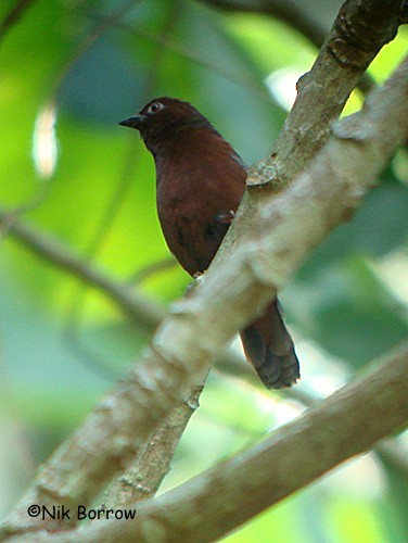 Chestnut-breasted Nigrita - ML205490341