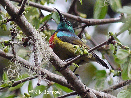 Moreau's Sunbird - Nik Borrow