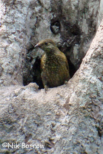 Spotted Honeyguide - ML205490401