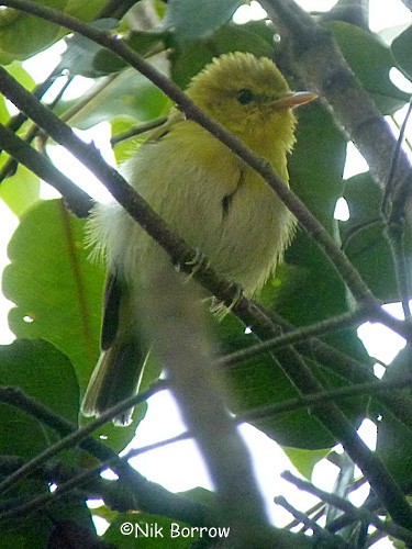 Laura's Woodland-Warbler - ML205490431