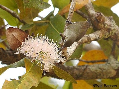 Bates's Sunbird - Nik Borrow