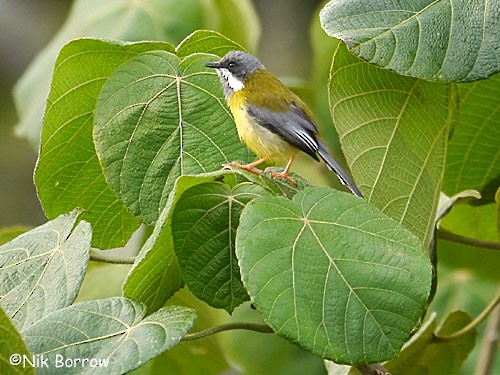 Black-throated Apalis - ML205490491