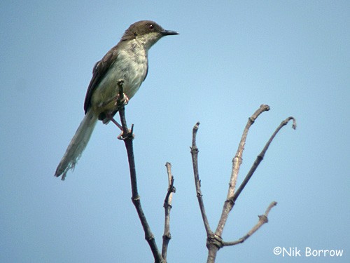 Apalis à gorge rousse (nigrescens/kigezi) - ML205490511