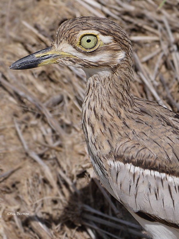 Water Thick-knee - Nik Borrow