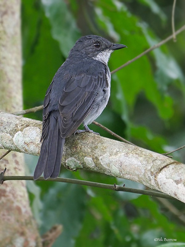 African Forest-Flycatcher (Western) - Nik Borrow