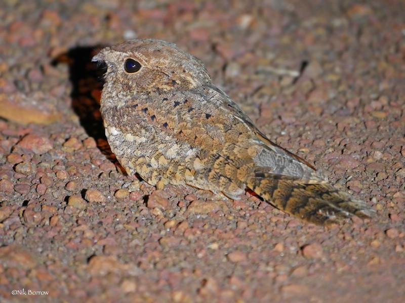 Plain Nightjar - ML205490671