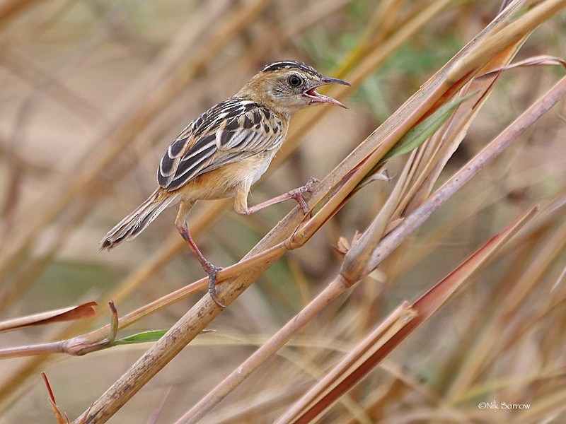 Black-backed Cisticola (Black-backed) - Nik Borrow