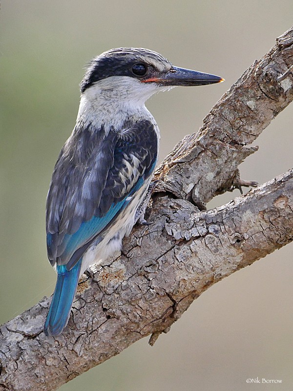 Striped Kingfisher - ML205490741