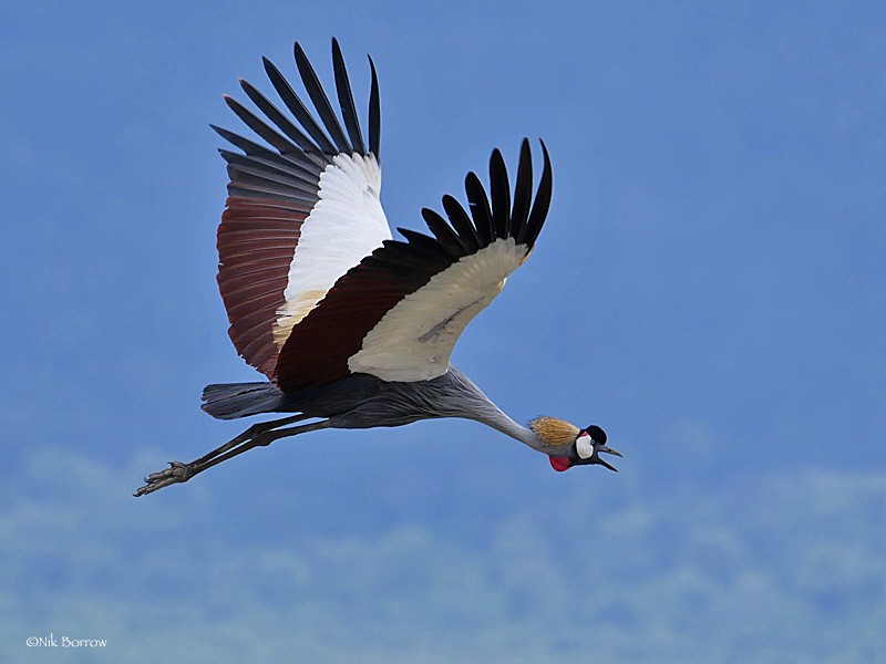 Gray Crowned-Crane - ML205490851