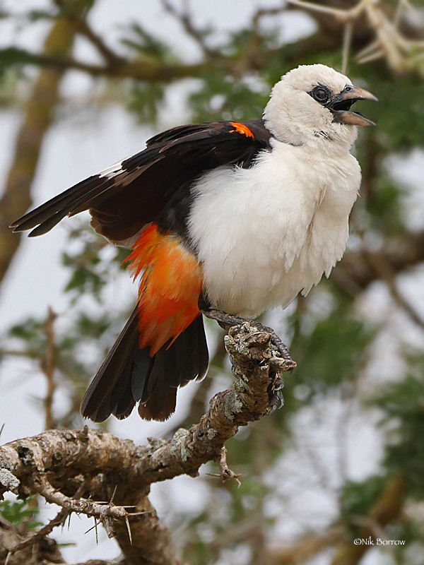 White-headed Buffalo-Weaver - ML205491031