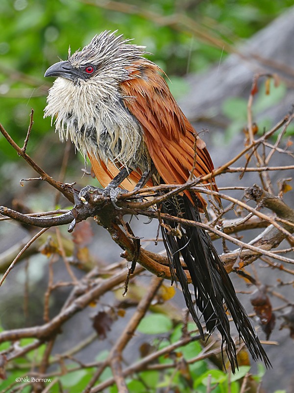 Coucal à sourcils blancs (superciliosus/loandae) - ML205491071