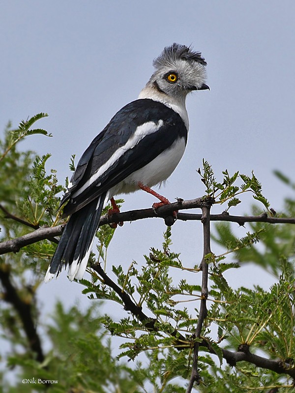 Gray-crested Helmetshrike - ML205491081