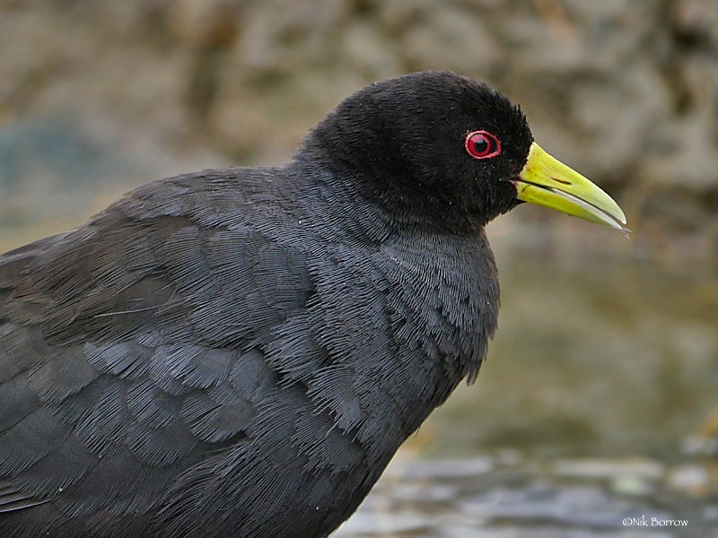 Black Crake - ML205491101