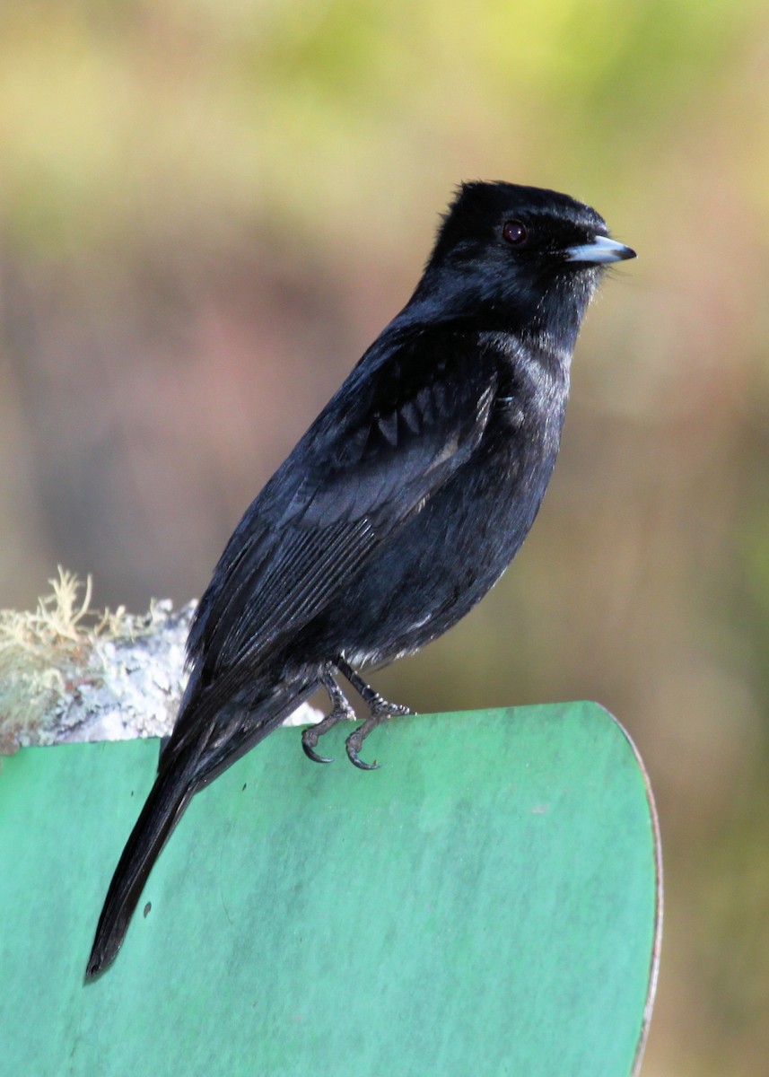 Velvety Black-Tyrant - Ian K Barker