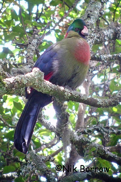 Rwenzori Turaco (Kivu) - ML205492091