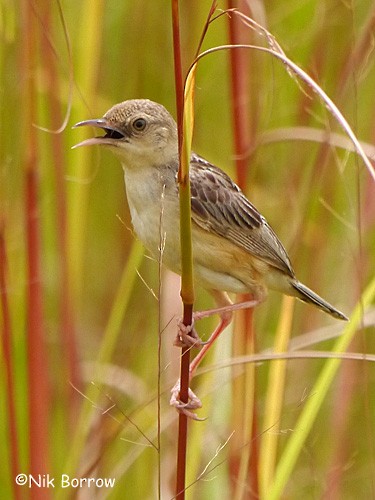 Black-backed Cisticola (Black-backed) - ML205492221