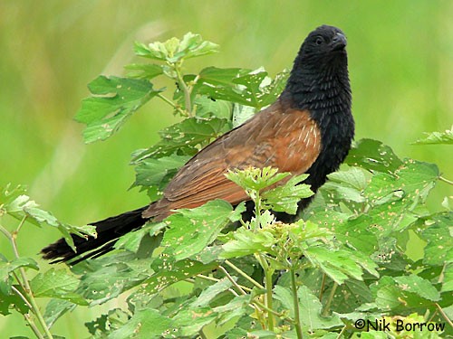 Black Coucal - ML205492231