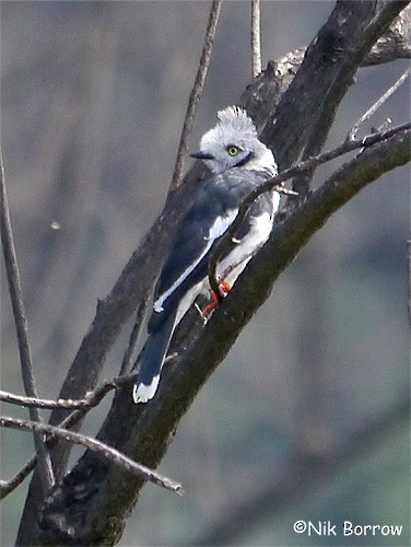 Gray-crested Helmetshrike - ML205492371