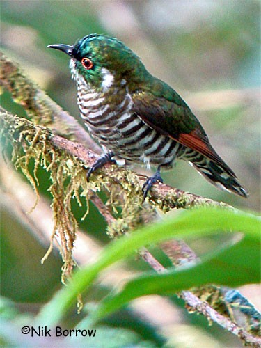 White-eared Bronze-Cuckoo - ML205492441