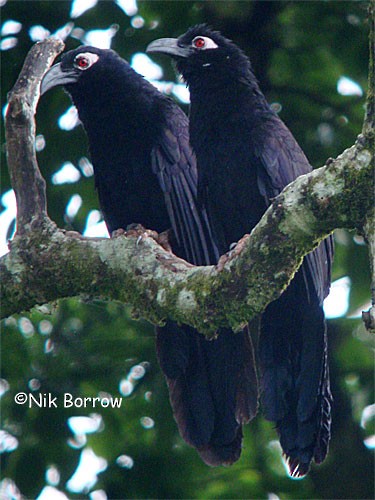 Violaceous Coucal - Nik Borrow