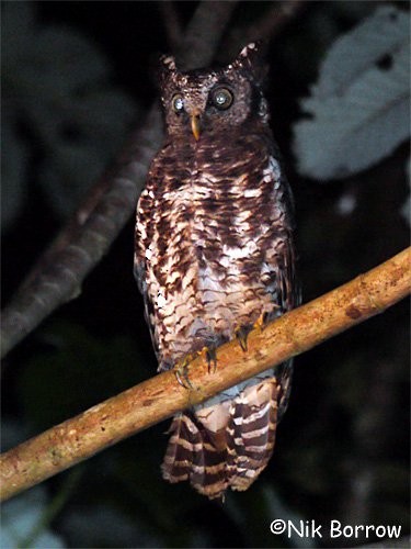 Akun Eagle-Owl - ML205492471