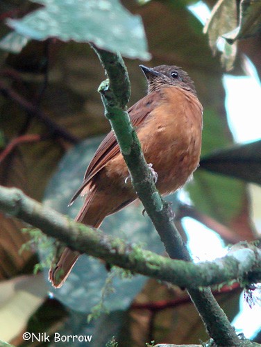 Rufous Flycatcher-Thrush - Nik Borrow