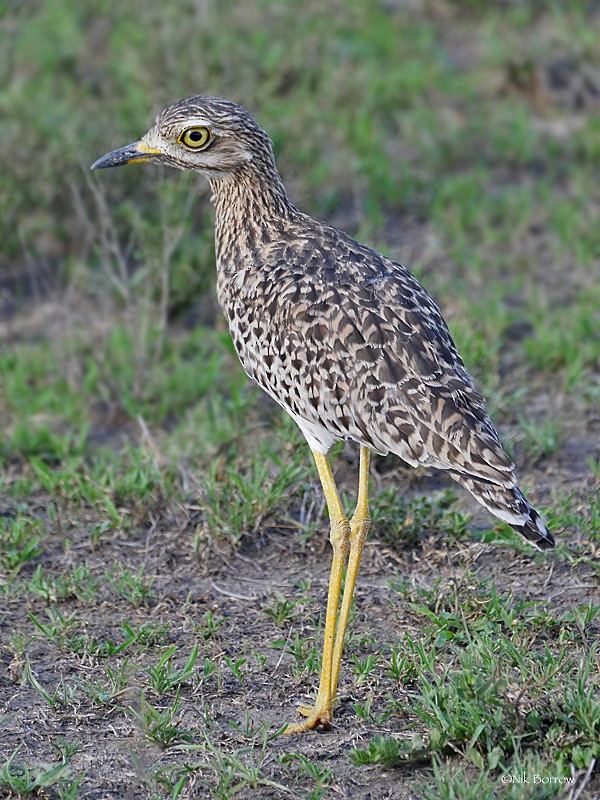 Spotted Thick-knee - ML205492721
