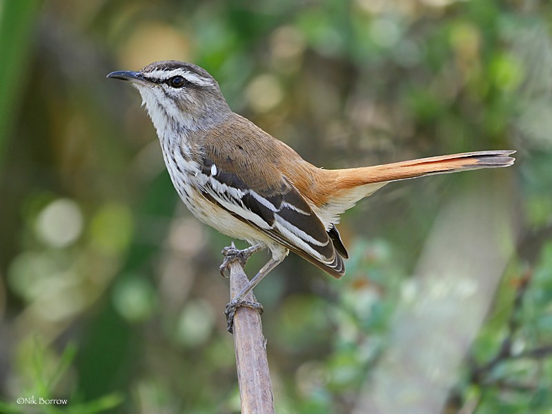 White-browed Scrub-Robin (Red-backed) - Nik Borrow