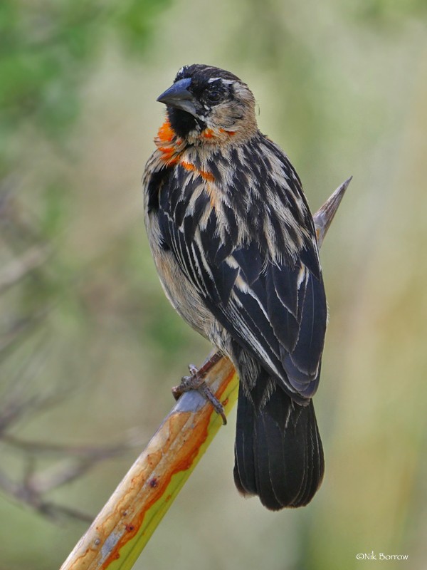 Black Bishop - Nik Borrow