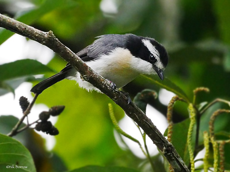 Gray-green Bushshrike - ML205492941