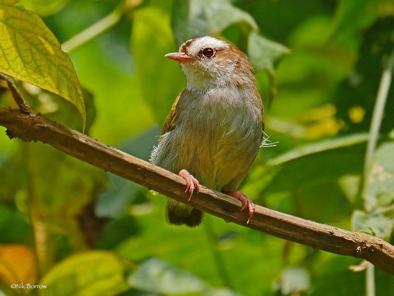 hvitbrynstumpsanger (leucophrys/chloronota) - ML205492961