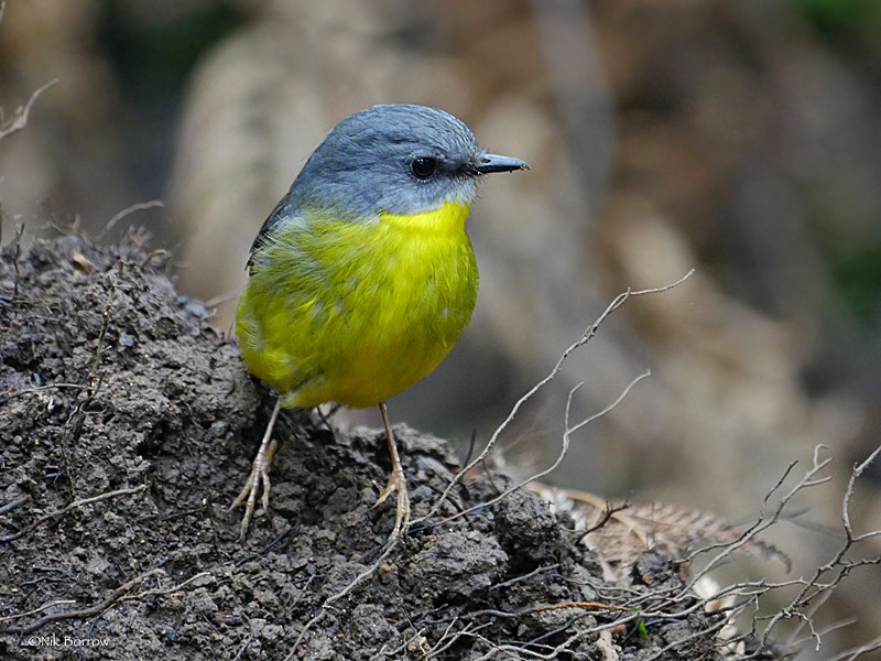 Eastern Yellow Robin - Nik Borrow