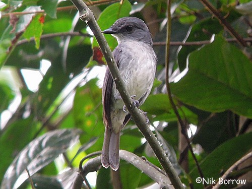 Tessmann's Flycatcher - ML205494311