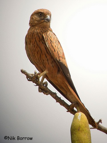 Fox Kestrel - ML205494411