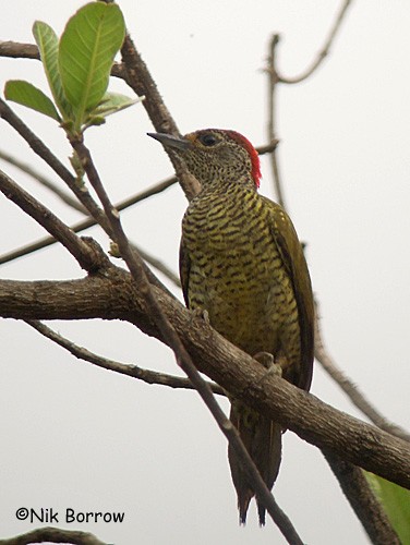 Green-backed Woodpecker (Plain-backed) - Nik Borrow