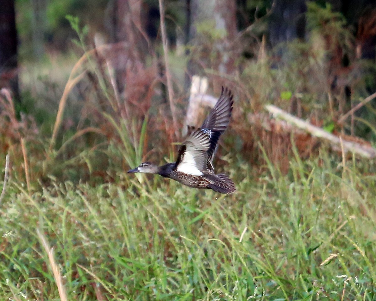 Blue-winged Teal - ML20549461