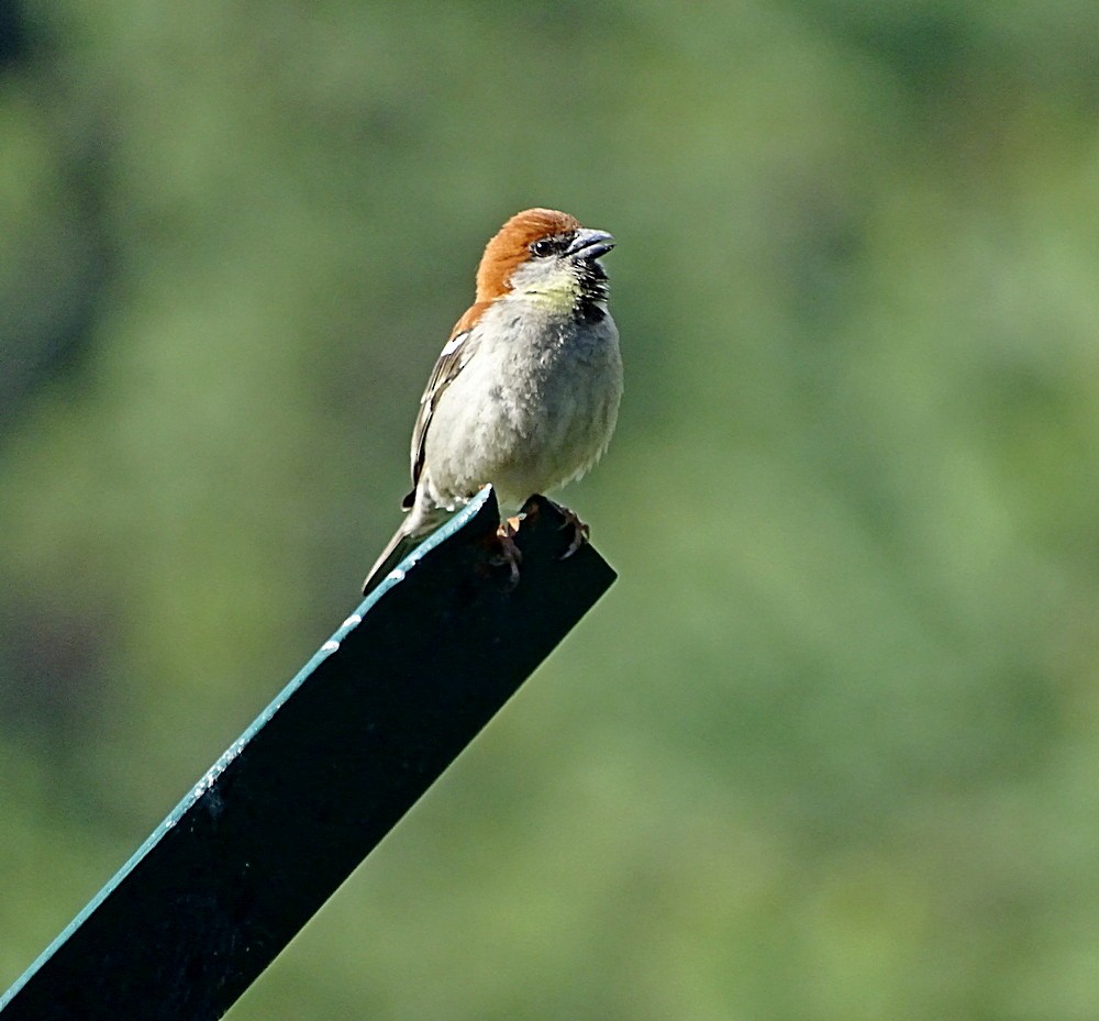 Russet Sparrow - Jens Thalund
