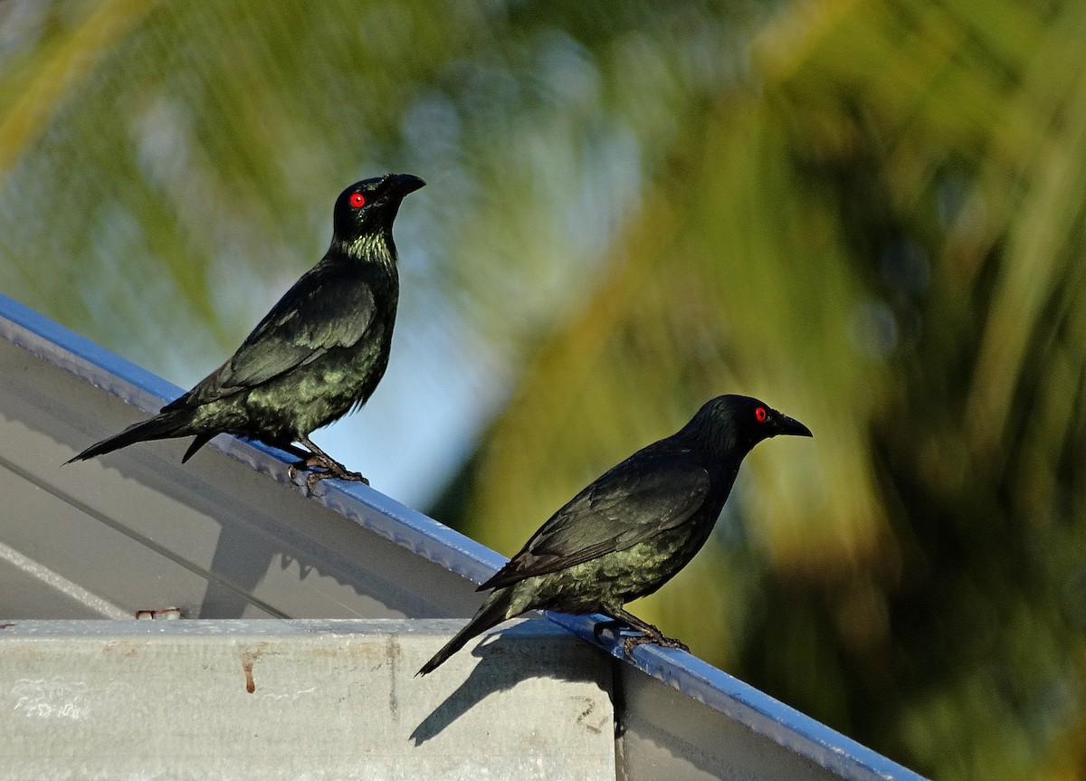 Asian Glossy Starling - ML205496551