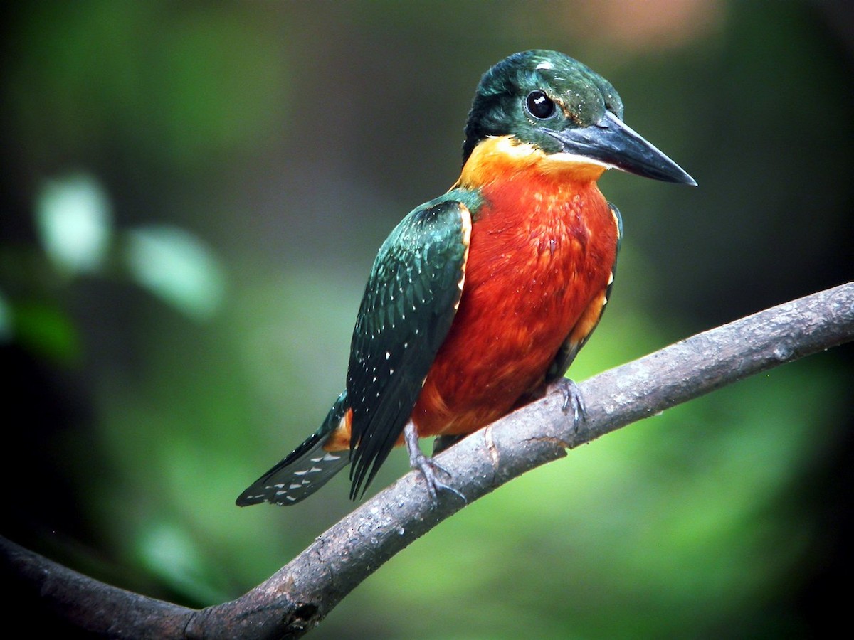 Green-and-rufous Kingfisher - ML205496921