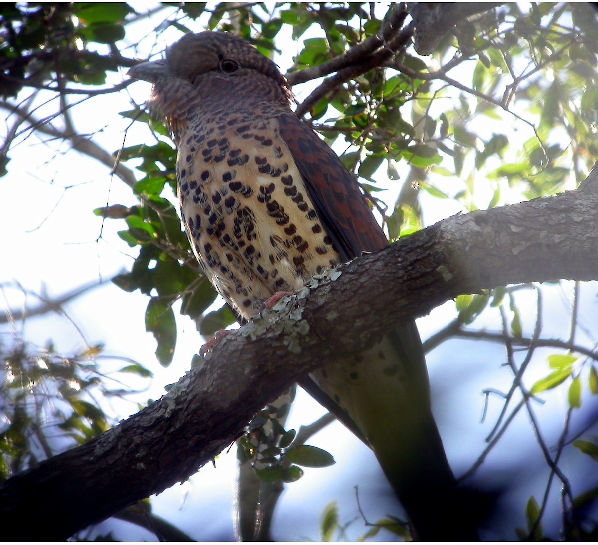 Cuckoo-roller - ML205496931