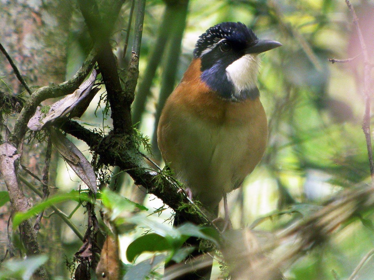 kurolec pitovitý - ML205496941