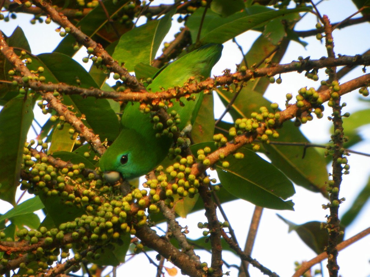 loríček modrobradý - ML205496971