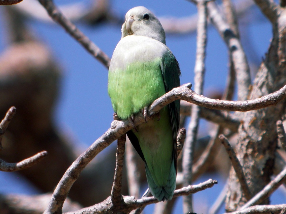 Gray-headed Lovebird - ML205496991