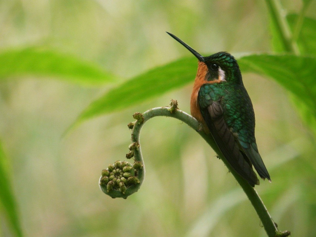 kolibřík pokřovní (ssp. castaneoventris) - ML205497041