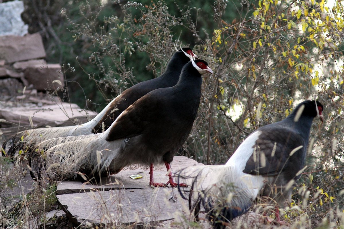 bažant mandžuský - ML205497081