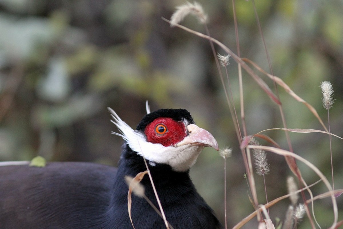 Brown Eared-Pheasant - ALBERTO GARCIA